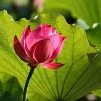 含苞待放荷花微信头像_微信头像图片大全