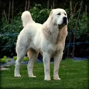 纯种中亚牧羊犬幼犬巨型中亚犬幼崽高加索犬活体大型猛犬看家护院