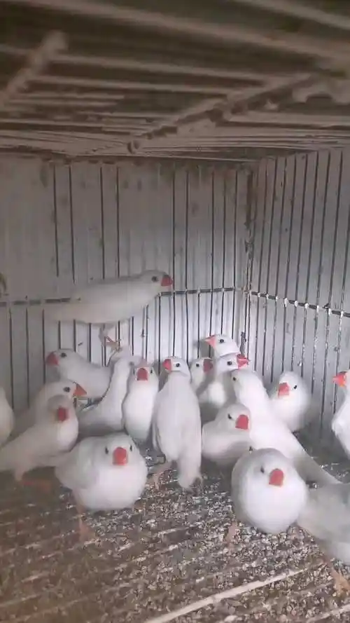 这是白色的珍珠鸟,羽毛雪白雪白,没有杂质!