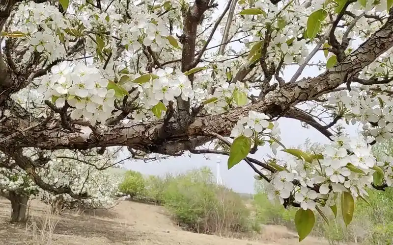 延吉苹果梨花