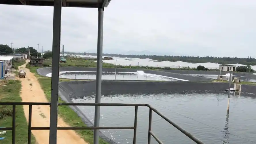 高位池养虾日常