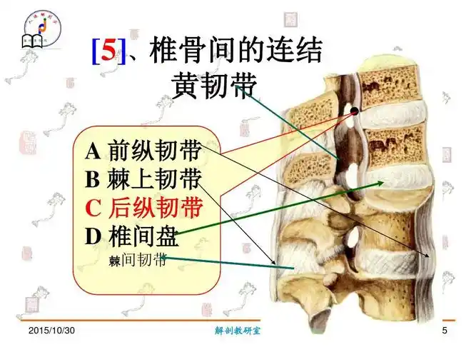 教育学 系统解剖学实验复习题库答案ppt [5],椎骨间的连结 黄韧带 a
