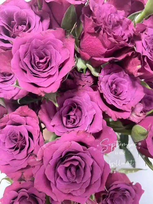 九月花事蓝莓多头玫瑰