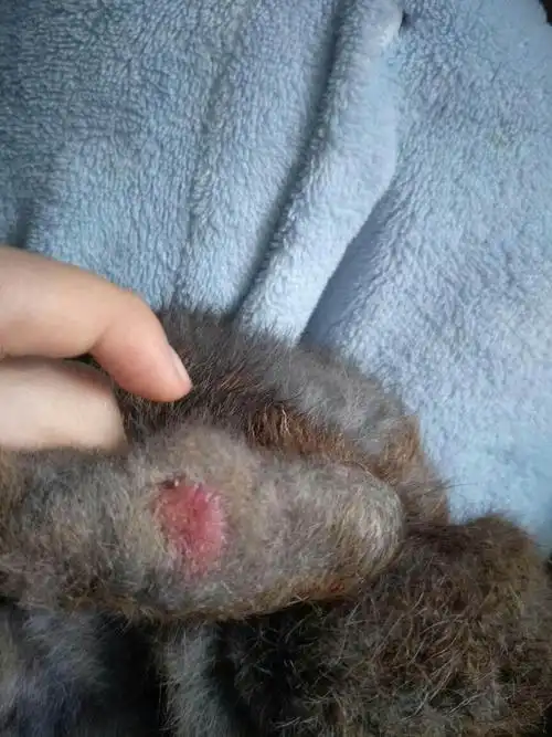 兔子得了脚皮炎怎么办