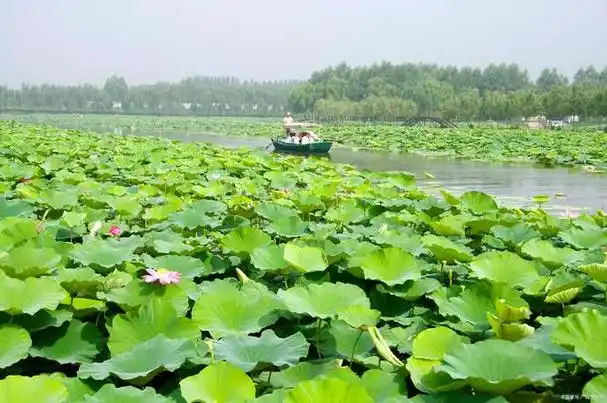 保定白洋淀景区一日游怎么玩,这份攻略建议采纳