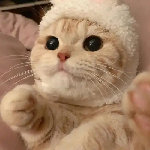想求一些可爱的猫猫头像