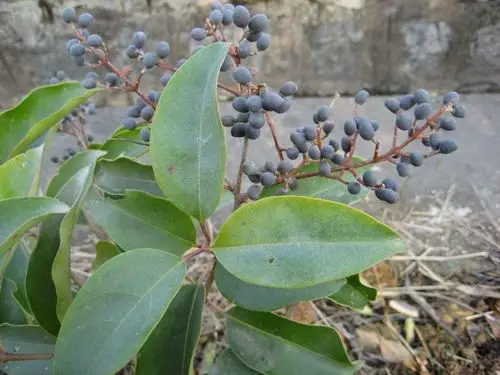 侯闫龙】城乡一体化示范区绿化讲堂 第六讲 生命的种子——大叶女贞