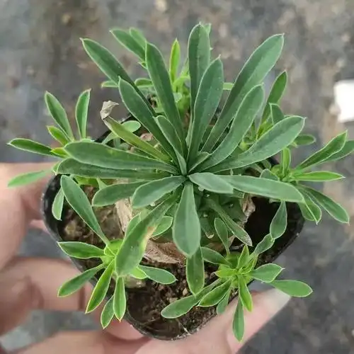 峨眉山多肉块根植物小菠萝盆栽铁甲麒麟大戟科室内办公室桌面绿植