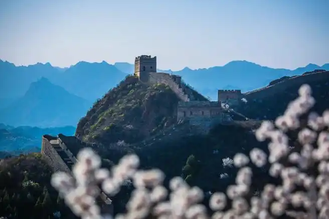 #杏韵花开长城之约##被金山岭长城漫山杏花震撼了##春日心动时刻#