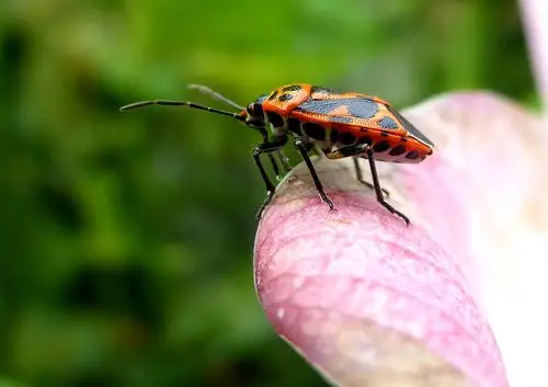 荷塘小记之红脊长蝽