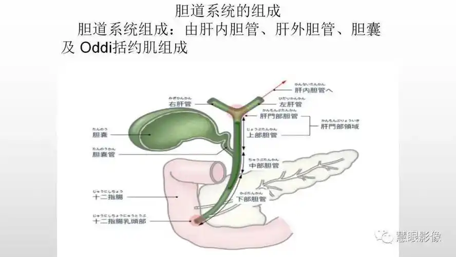 胆道解剖及先天变异