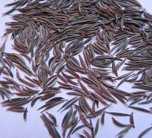 出售波斯菊种子 大花波斯菊种子 美丽的格桑花种子 量大优惠