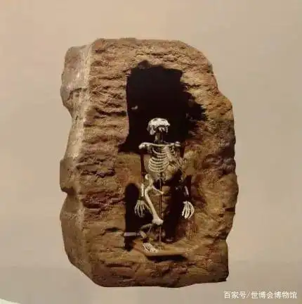 少女露西骨骼化石