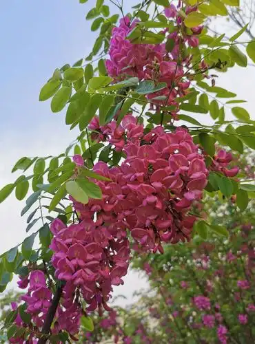 浮山脚下的红花刺槐