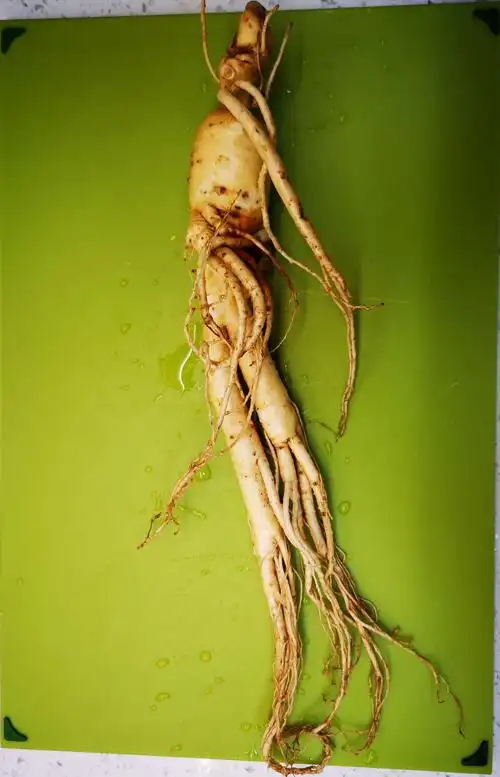 集安新鲜人参吃法