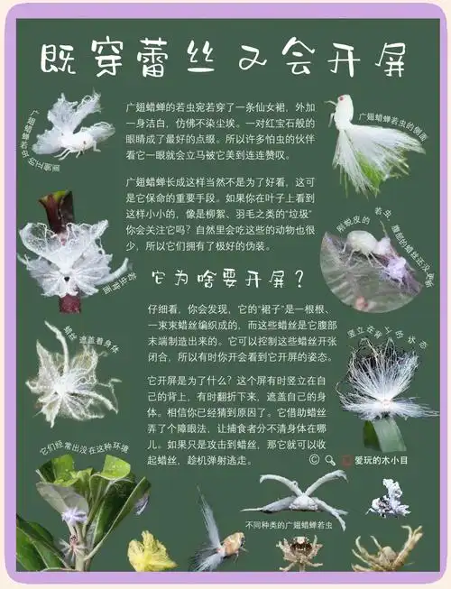 广翅蜡蝉:小虫子的"开屏"瞬间