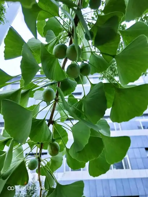 万把扇开银杏树