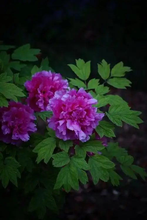 高贵典雅,富贵吉祥.紫色的牡丹花