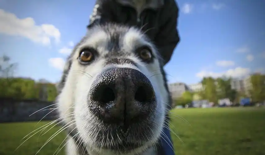 蠢萌动物大头贴每一张都可以当头像