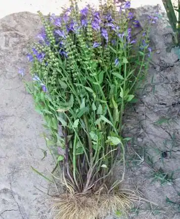 农村这种野草叫"韩信草", 被称为"药王千金", 抑制肿瘤有特效