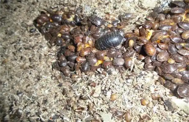 养殖技术 特种养殖 > 正文在养殖时幼虫饲养是极为关键的一步,在孵化