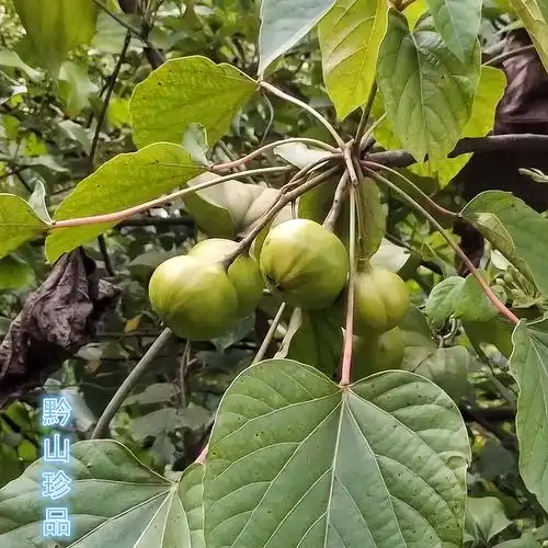 桐子桐油自然生长中药材贵州山桐果野生现摘新鲜其他药食同源食品