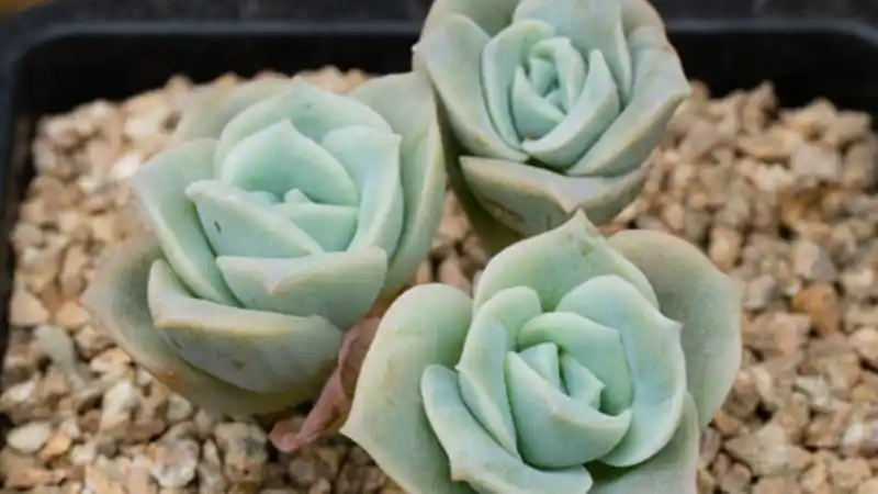 怎么养可爱玫瑰多肉