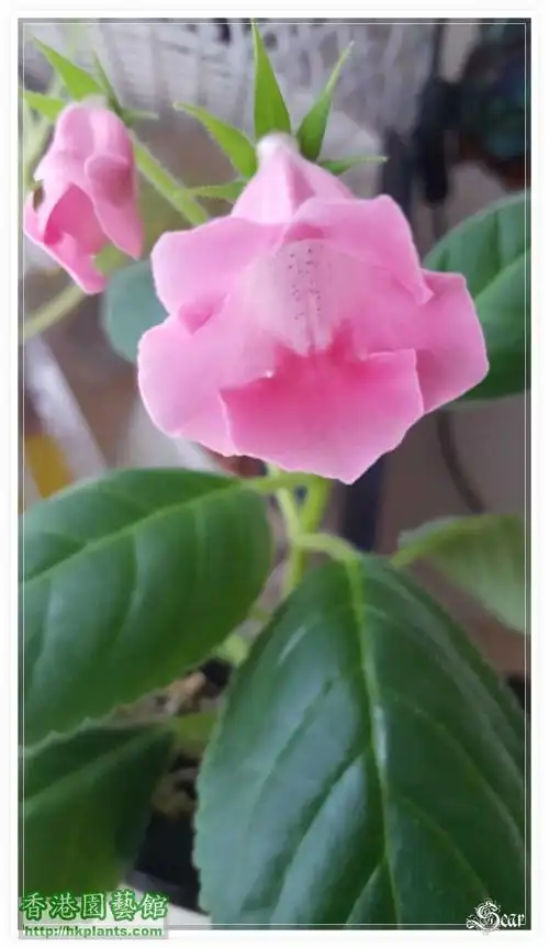 分享粉红单瓣大岩桐支条