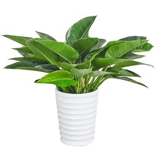 绿钻盆栽金钻蔓绿盆景办公室家居室内常绿植物清新绿植