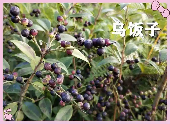 小时候常吃的12种"野果子",现在很少见了,吃过的年龄不小了