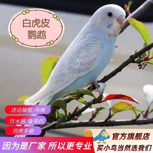 白色虎皮鹦鹉1只(公母可备注)