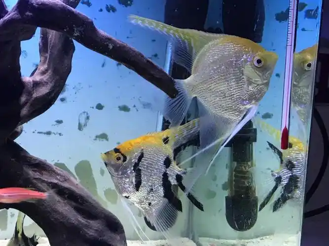 有大佬会看公母吗