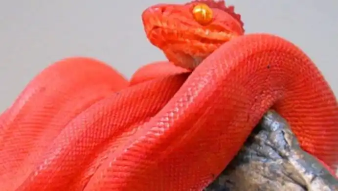 我家是山西晋城的 而且那条小红色不是什么赤线蛇 身体全红