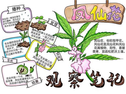 自然观察日记笔记凤仙花的一生手抄报模板小报横线稿绘画生长过程