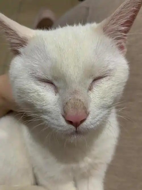 求问小白猫鼻子上秃秃的脏脏的正常嘛