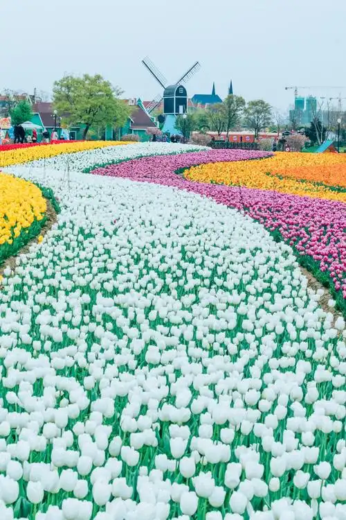 江苏盐城荷兰花海:跨越7000公里芬芳,解锁春光密码