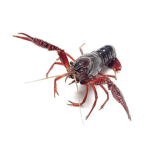 围观!宅家自制香辣小龙虾全过程