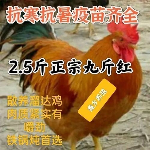 5斤左右九斤红大公鸡红玉活鸡成年鸡大红公鸡