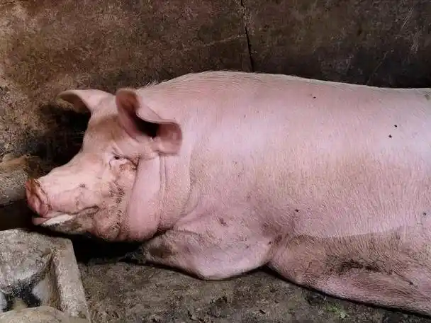 猪吃什么长得快肥得快?一只猪一天吃几斤饲料?