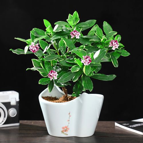 金边瑞香盆栽浓香型耐寒老桩盆景大苗室内花苗冬季开花好养带花苞