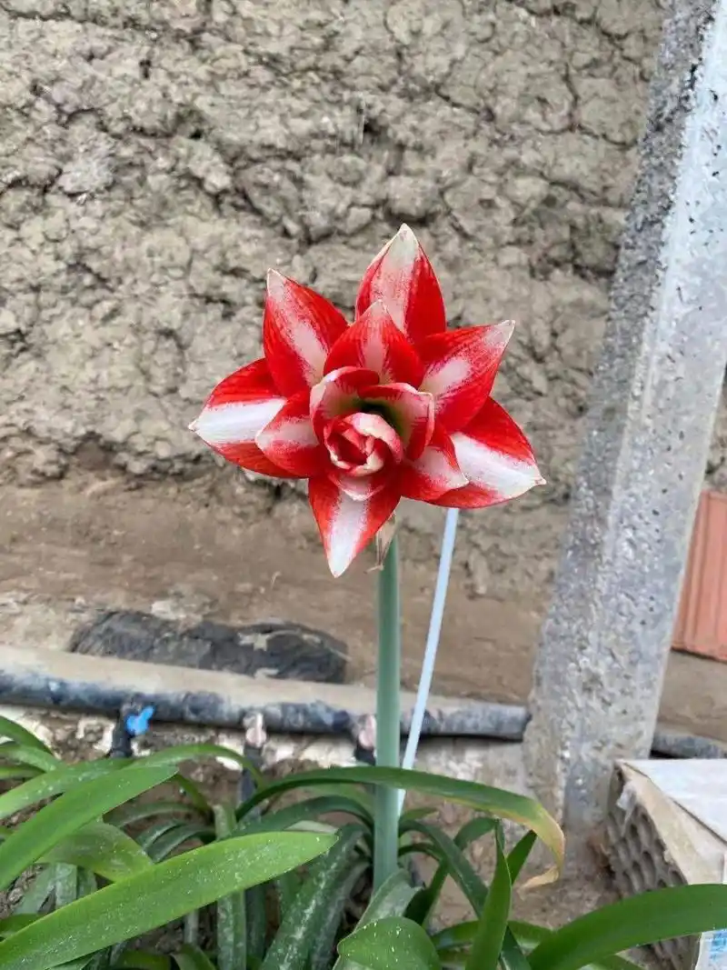 重瓣朱顶红～异域孔雀 非常惊艳的一款荷兰朱顶红瓣化和颜色,都没得挑