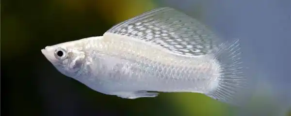 玛丽鱼生了没几个就不生了怎么办,怎么判断玛丽鱼生完了