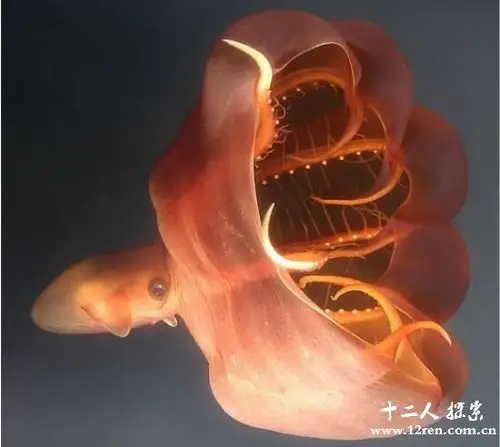 巨枪乌贼:世界上最大的乌贼,唯一的天敌是抹香鲸