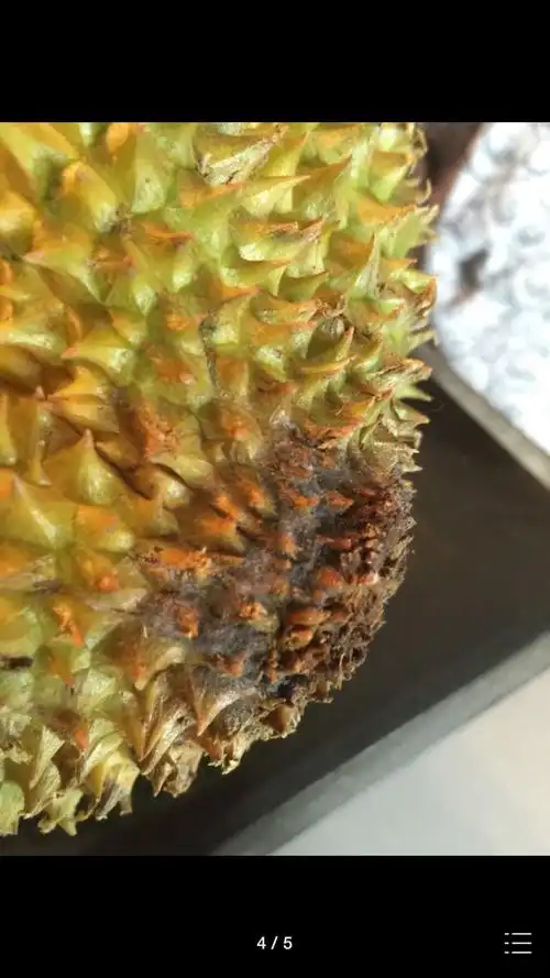 榴莲打开了果然是个烂的已经申请了全额退款以后还是不要在