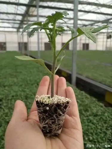 夏秋番茄工厂化穴盘育苗