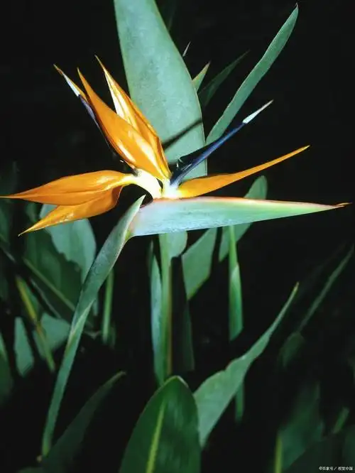 夏日之恋:鹤望兰的绚烂生长秘诀