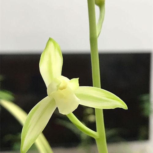 兰花 建兰 国色天香 夏天花期三苗五苗装花艺双全网红