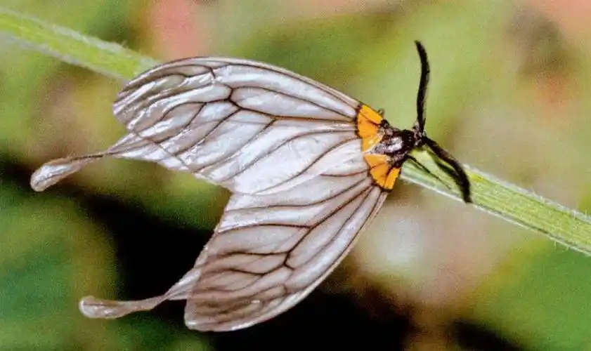 华西拖尾锦斑蛾