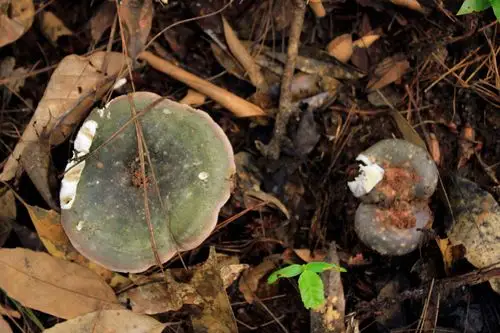 img_3081米汤菌,可食.