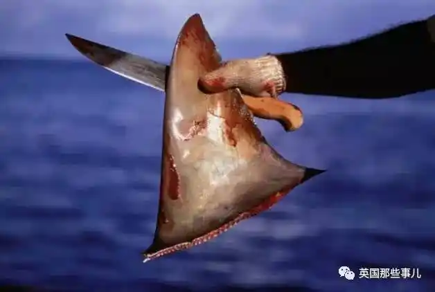 一张香港楼顶的照片背后是鲨鱼用生命付出的代价